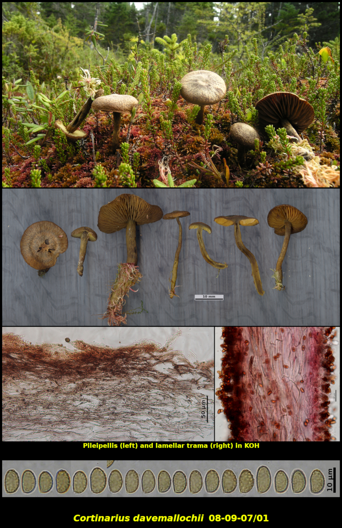 Picture of Cortinarius_davemallochii 08-09-07/01